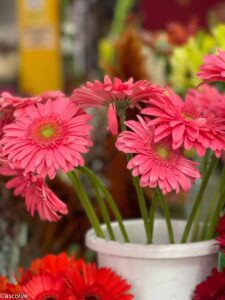 Floristería San Rafael